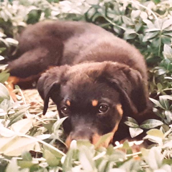 /Images/uploads/MidAmerica Rottweiler Rescue/adoptarottphotocontest/entries/10102thumb.jpg